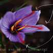 How-to-grow-your-own-saffron[1].thumb
